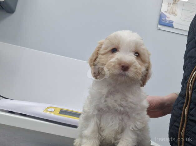 Cockapoo Puppies for sale