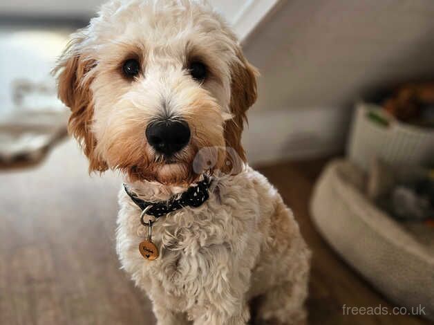 Ralph, 6months. Male. for sale in Cambridge, Cambridgeshire - Image 1