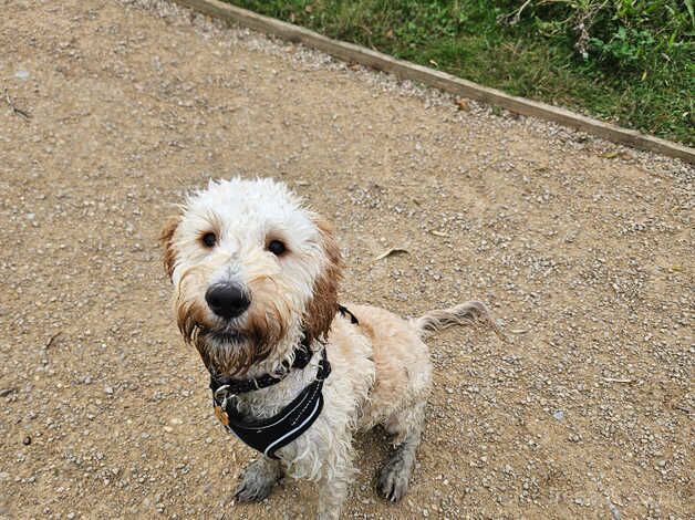 Ralph, 6months. Male. for sale in Cambridge, Cambridgeshire - Image 2