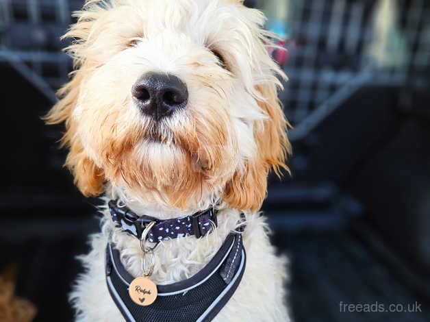 Cockapoo Puppies for sale in Cambridgeshire