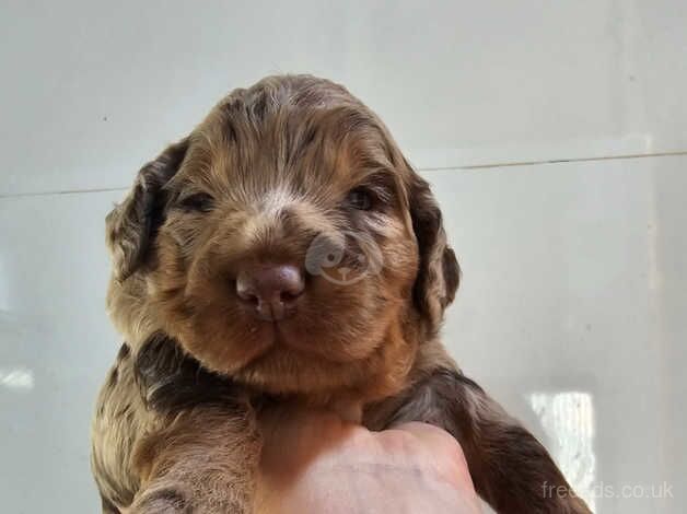 *rare* chocolate merle f1 minature cockapoos for sale in Inverurie, Aberdeenshire - Image 4