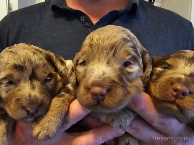 *rare* chocolate merle f1 minature cockapoos for sale in Inverurie, Aberdeenshire - Image 5