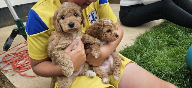 READY IN 1 WEEK! Gorgeous f1b cockapoo puppies for sale in Callington, Cornwall