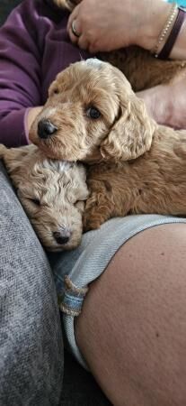 READY IN 1 WEEK! Gorgeous f1b cockapoo puppies for sale in Callington, Cornwall - Image 2