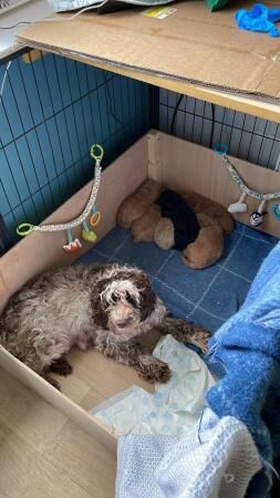 READY IN 1 WEEK! Gorgeous f1b cockapoo puppies for sale in Callington, Cornwall - Image 3