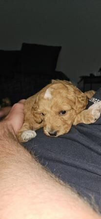 READY IN 1 WEEK! Gorgeous f1b cockapoo puppies for sale in Callington, Cornwall - Image 4