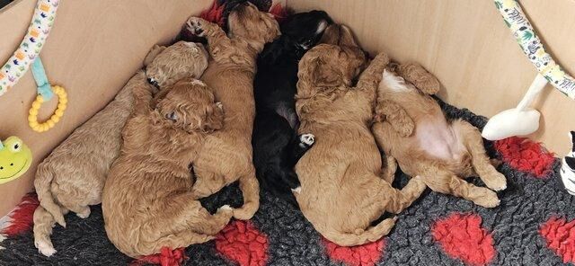 READY IN 1 WEEK! Gorgeous f1b cockapoo puppies for sale in Callington, Cornwall - Image 5