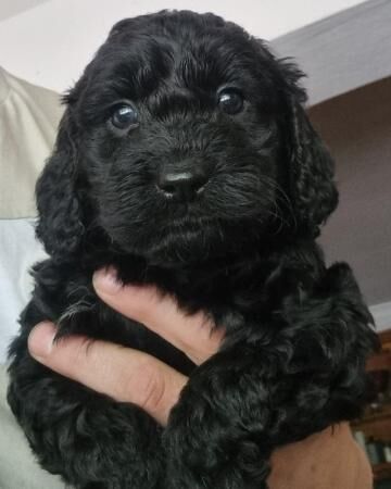 READY NOW 1 gorgeous black F1 Cockapoo boy for sale in Walsall, West Midlands