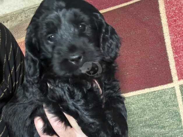 Cockapoo for sale in Pontypool/Pont-y-pwl, Torfaen