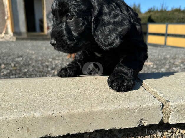 Cockapoo for sale in Pontypool/Pont-y-pwl, Torfaen - Image 2