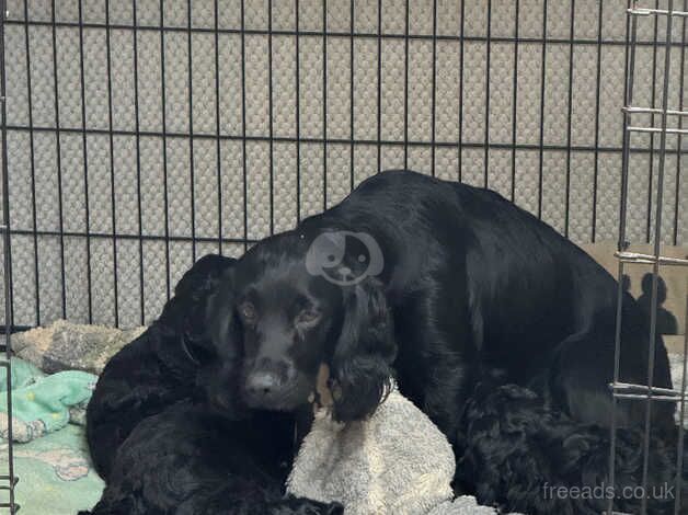 Cockapoo for sale in Pontypool/Pont-y-pwl, Torfaen - Image 3