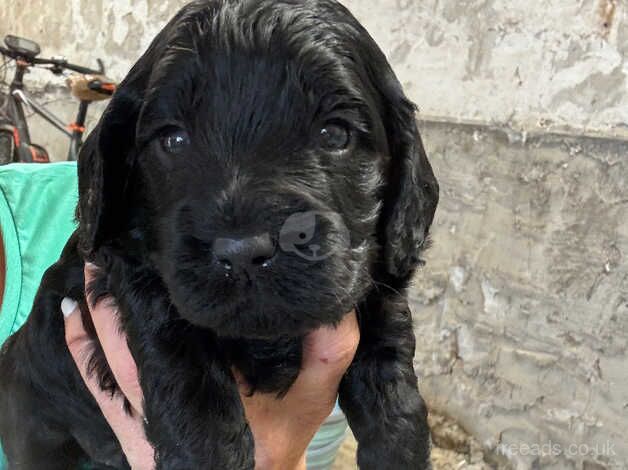 Cockapoo for sale in Pontypool/Pont-y-pwl, Torfaen - Image 4