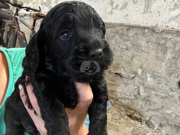 Cockapoo for sale in Pontypool/Pont-y-pwl, Torfaen - Image 5