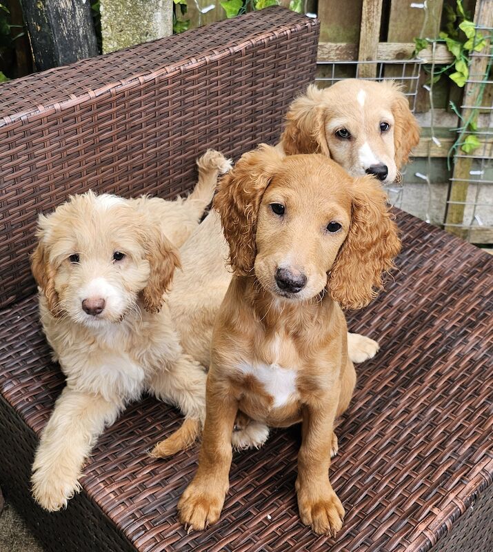 Ready now - Cockapoo puppies for sale in Stainforth, South Yorkshire