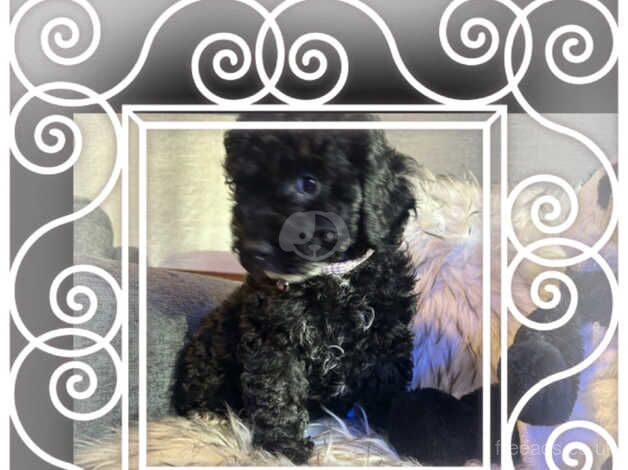 READY NOW Cockapoo pups for sale in Southampton, Hampshire - Image 1