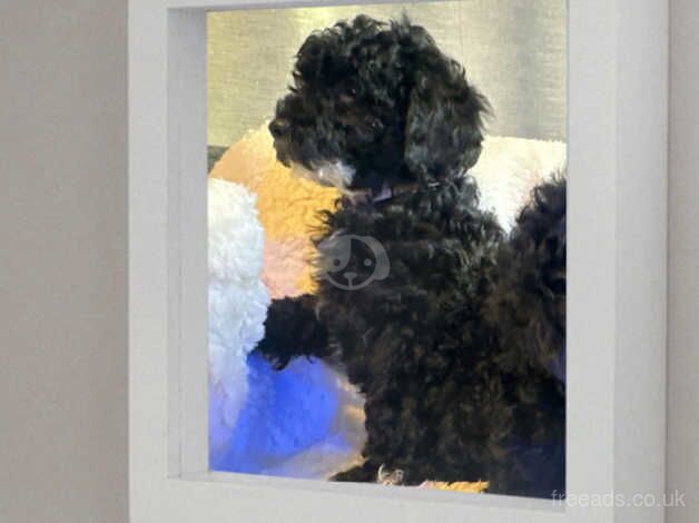 Cockapoo Puppies for sale in Hampshire