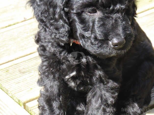 Ready Now Fully DNA & Health Tested Cockapoo F1B Puppies for sale in Hailsham, East Sussex