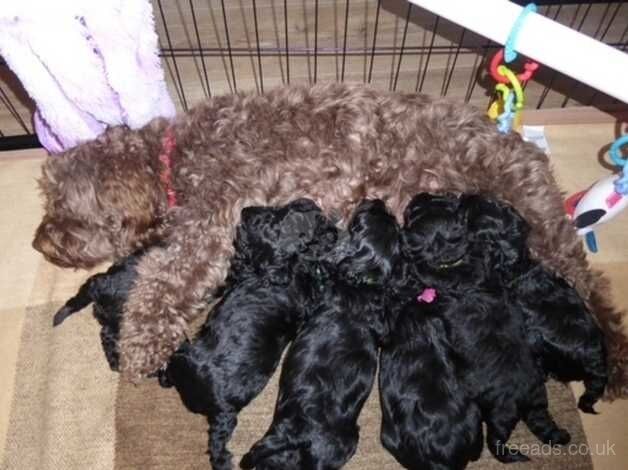 Ready Now Fully DNA & Health Tested Cockapoo F1B Puppies for sale in Hailsham, East Sussex - Image 2