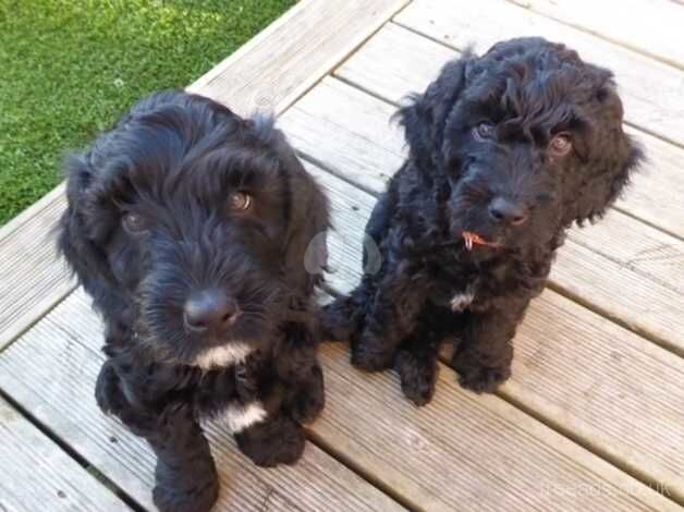 Ready Now Fully DNA & Health Tested Cockapoo F1B Puppies for sale in Hailsham, East Sussex - Image 3