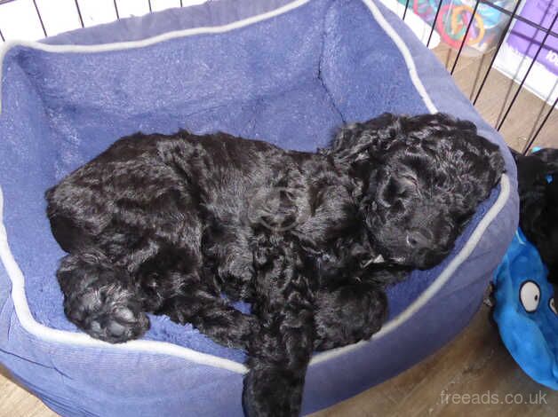 Ready Now Fully DNA & Health Tested Cockapoo F1B Puppies for sale in Hailsham, East Sussex - Image 4