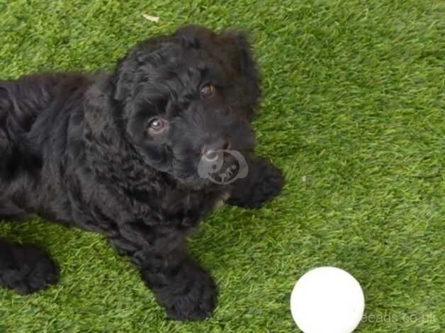 Ready Now Fully DNA & Health Tested Cockapoo F1B Puppies for sale in Hailsham, East Sussex - Image 5