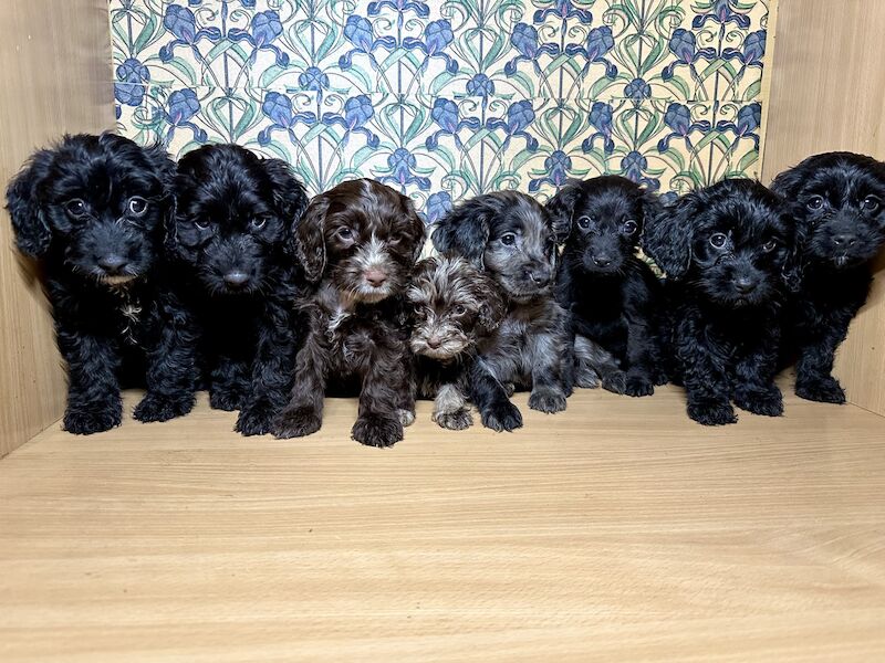 READY TO GO!!! Beautiful F2 cockapoo puppies. 4 LEFT! for sale in Deptford, Greater London