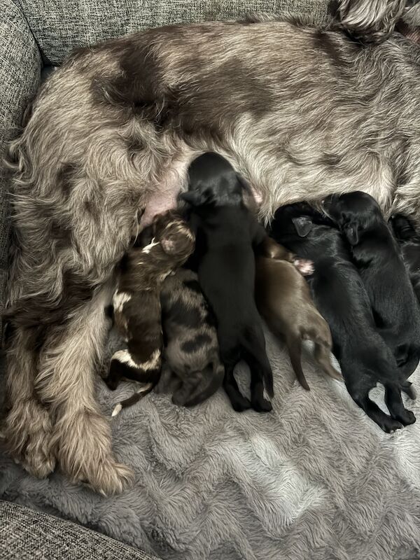 READY TO GO!!! Beautiful F2 cockapoo puppies. 4 LEFT! for sale in Deptford, Greater London - Image 2