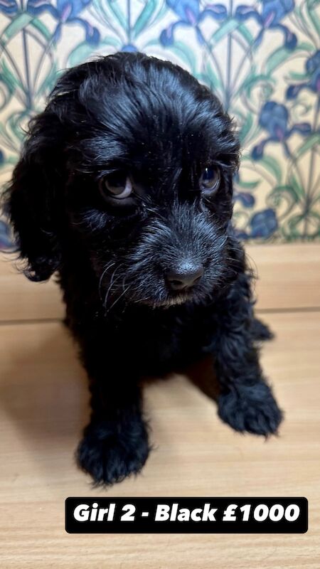 READY TO GO!!! Beautiful F2 cockapoo puppies. 4 LEFT! for sale in Deptford, Greater London - Image 3