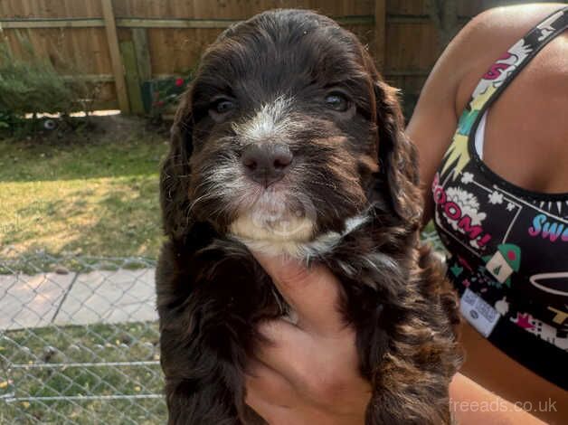 Ready to leave Last girl miniature cockapoo for sale in Witham, Essex