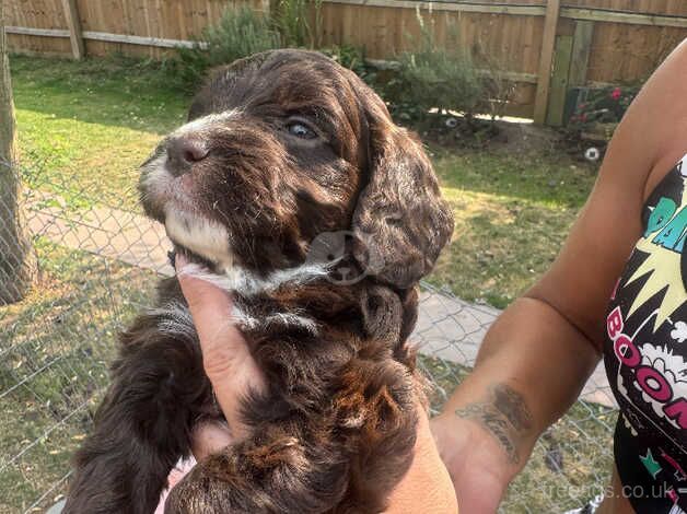 Ready to leave Last girl miniature cockapoo for sale in Witham, Essex - Image 2