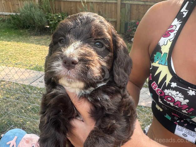 Ready to leave Last girl miniature cockapoo for sale in Witham, Essex - Image 3