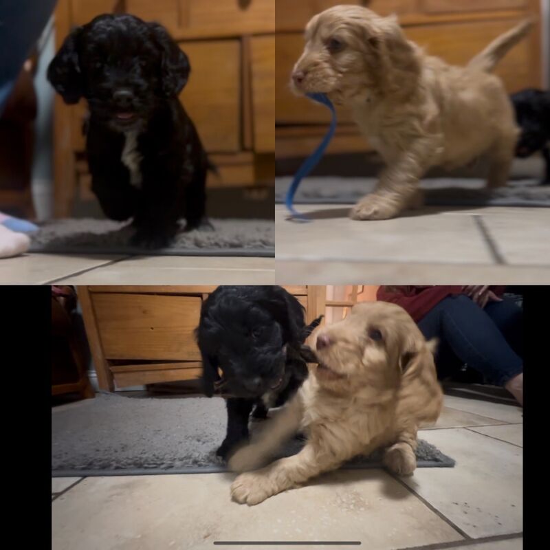 Ready to leave PRA CLEAR healthy cockapoo puppies for sale in Gloucester, Gloucestershire