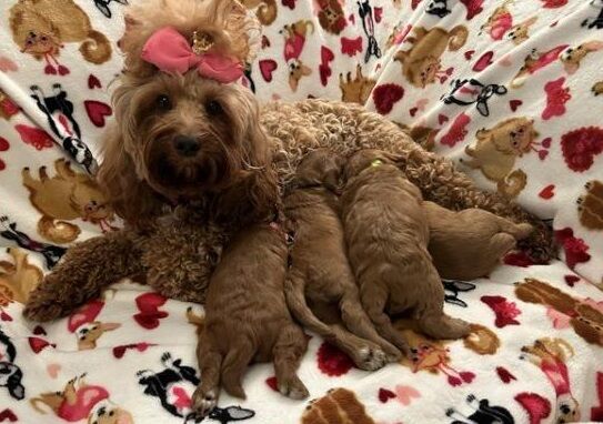 Red Cockapoo puppies for sale in Glasgow City - Image 3