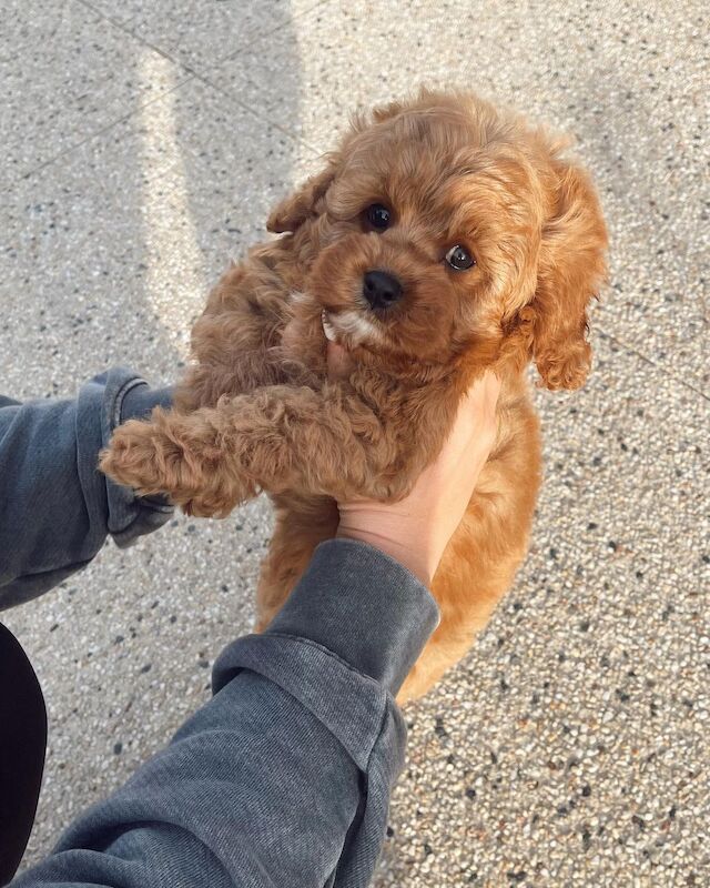 Red Cockapoo puppies for sale in South Yorkshire - Image 3