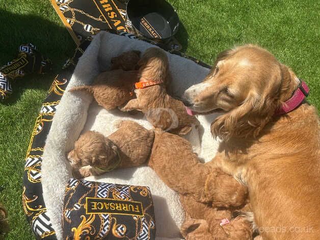 Red Cockapoo puppies for sale in Ashford, Devon