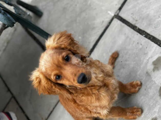 Red Cockapoo puppies for sale in Chelmsford, Essex