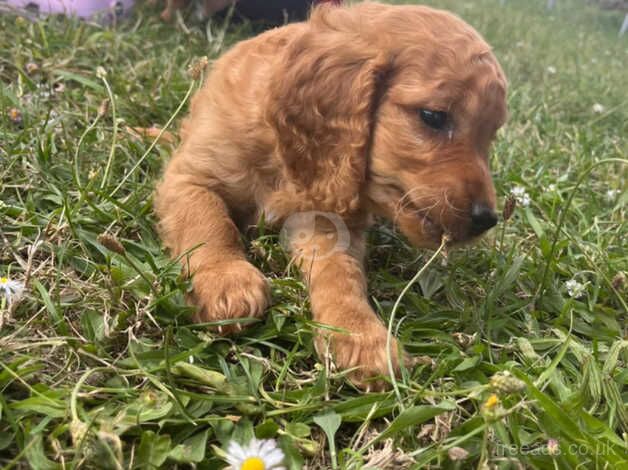 Red Cockapoo puppies for sale in Chelmsford, Essex - Image 2