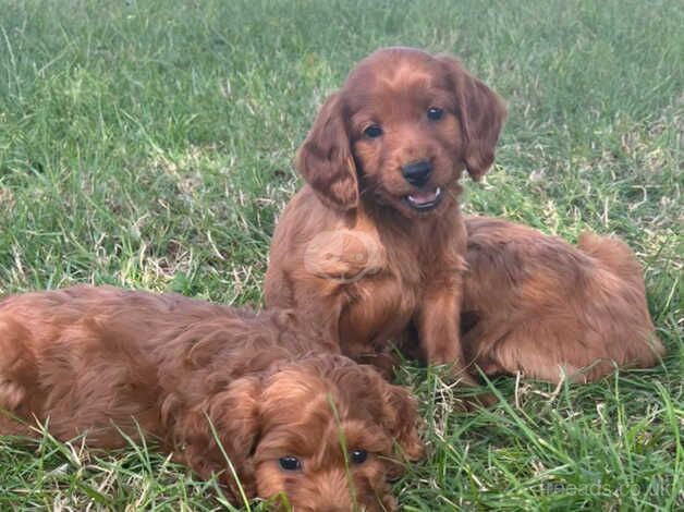 Red Cockapoo puppies for sale in Chelmsford, Essex - Image 3