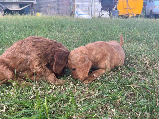 Red Cockapoo puppies for sale in Chelmsford, Essex - Image 4