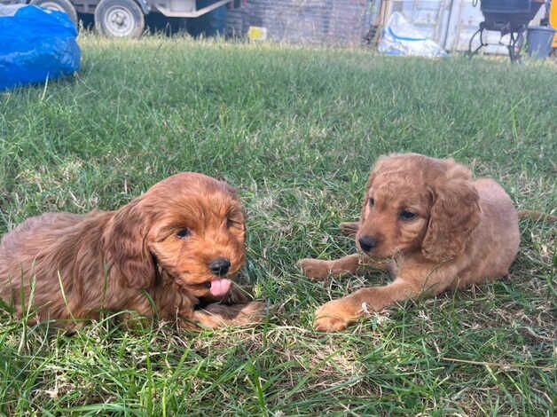 Red Cockapoo puppies for sale in Chelmsford, Essex - Image 5