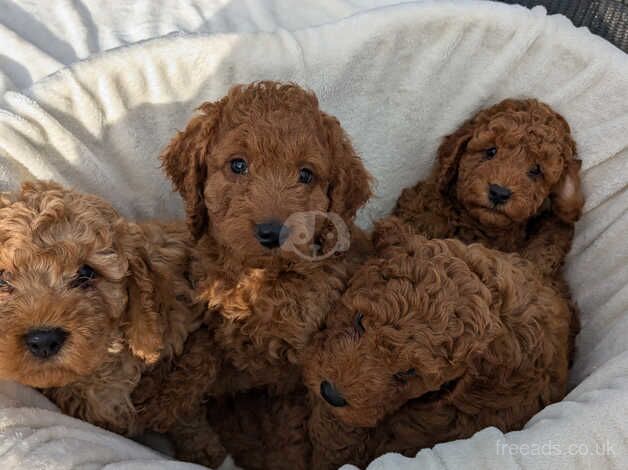 Red F1 cockapoo puppies for sale in Packington, Leicestershire