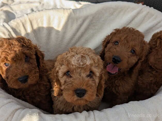 Red F1 cockapoo puppies for sale in Packington, Leicestershire - Image 2