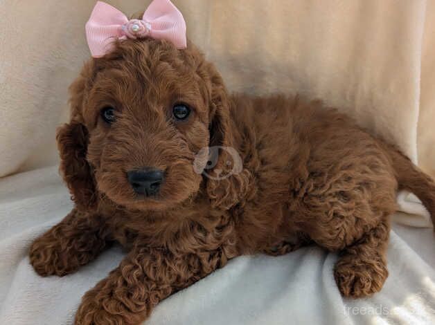 Red F1 cockapoo puppies for sale in Packington, Leicestershire - Image 3