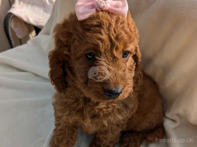 Red F1 cockapoo puppies for sale in Packington, Leicestershire - Image 4