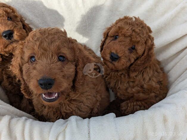 Red F1 cockapoo puppies for sale in Packington, Leicestershire - Image 5