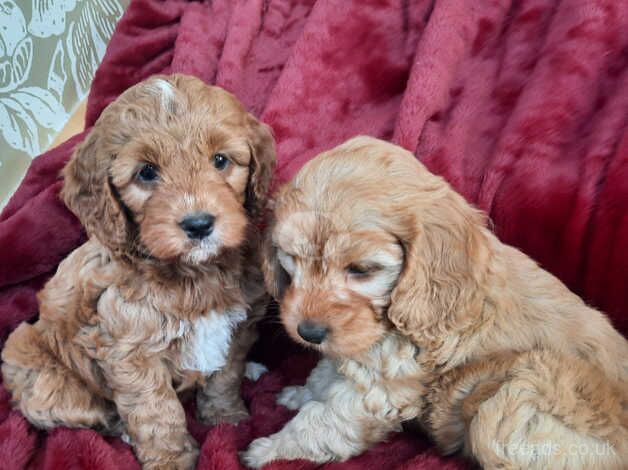 Red F1 Toy Cocokapoo Puppies for sale in Bradford, West Yorkshire - Image 1