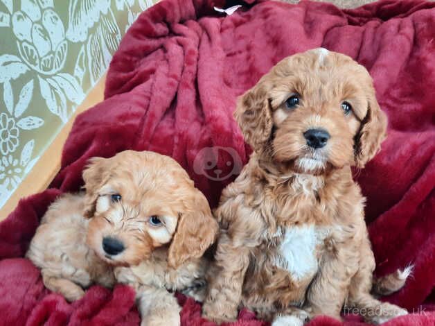 Red F1 Toy Cocokapoo Puppies for sale in Bradford, West Yorkshire - Image 3