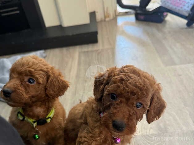 Red F1b cockapoo puppies for sale in Tonbridge, Kent