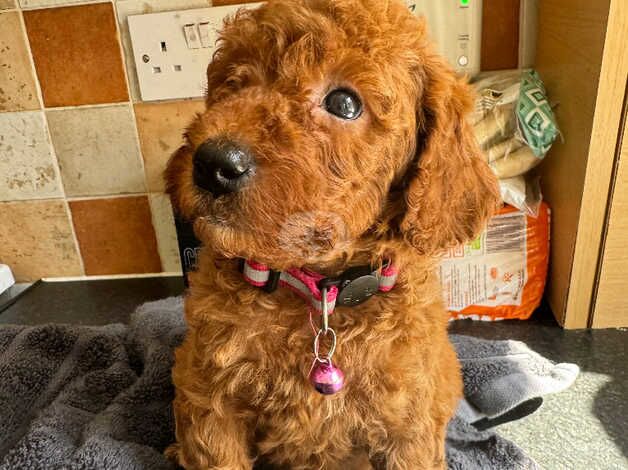 Red F1b cockapoo puppies for sale in Tonbridge, Kent - Image 2