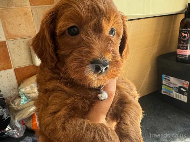 Red F1b cockapoo puppies for sale in Tonbridge, Kent - Image 3